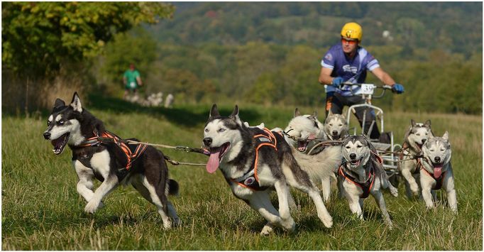 Roman Habásko, mushing