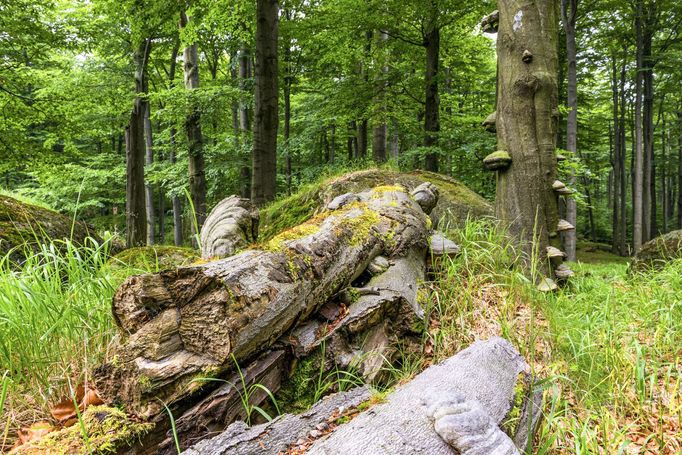 Malebná zákoutí Jizerskohorských bučin