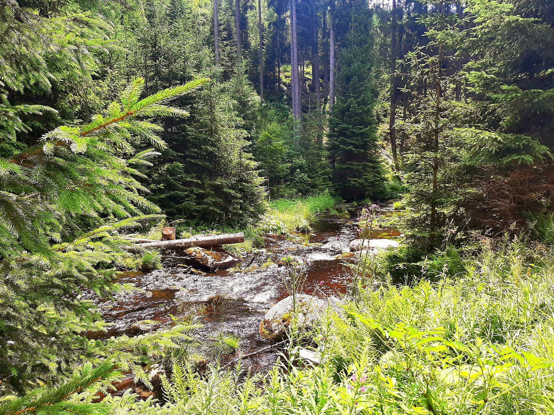 Šumava, Hamerský potok, Vydra