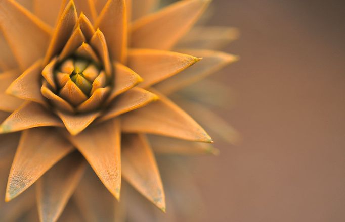 Jeden jarní den jedné zahrádky... Jarní probouzení jedné zahrádky v pěti pohledech) první ze série, "Pichlavá" (Araucaria). Nikon D90, 60mm f/2,8G ED AF-S Micro NIKKOR, expozice 1/200 sec., clona 4.0