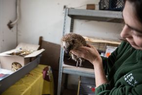 V Jinonicích zachraňují zraněná zvířata, stanice pečuje o poštolky, ježky i mývala