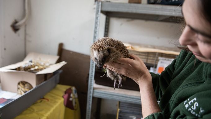 V Jinonicích zachraňují zraněná zvířata, stanice pečuje o poštolky, ježky i mývala