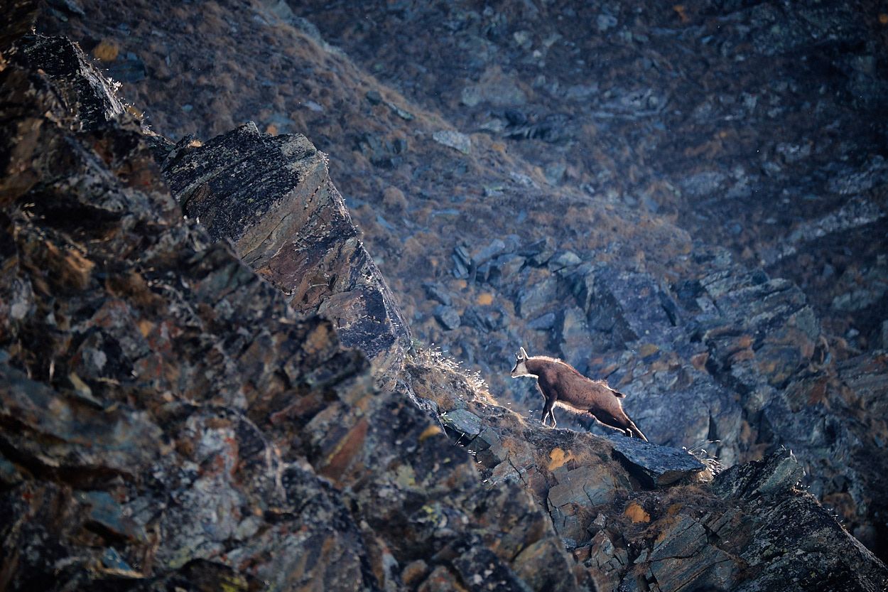 Michal Krause: snímky divoké přírody