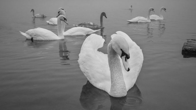 Černobílé fotky pražských labutí vyhrály mezinárodní soutěž uměleckých fotografů