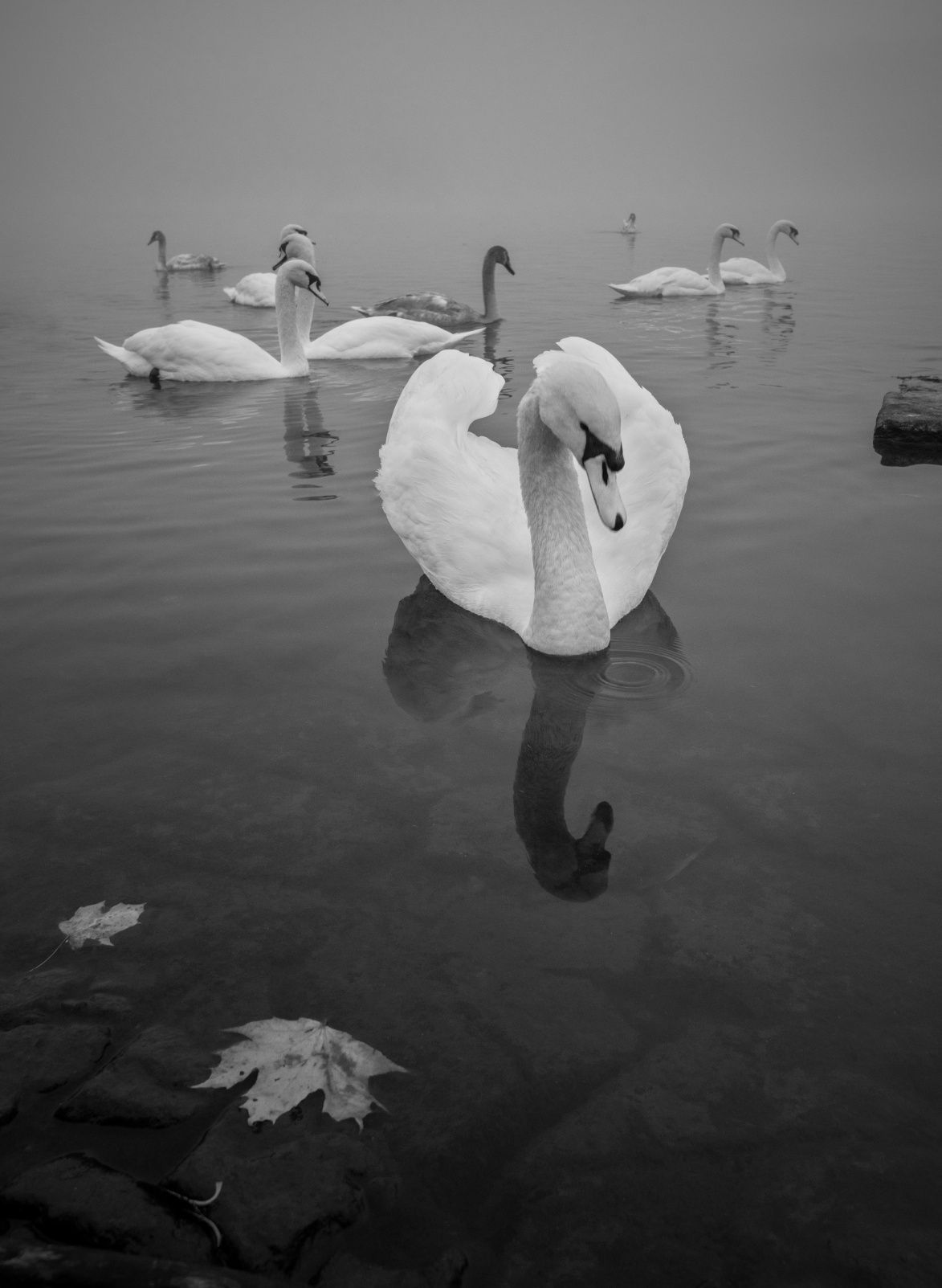 Peter Čech: Krása labutí. Snímky ze série, která zvítězila v soutěži Fine Art Photography Awards 2023.