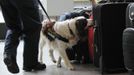 Chester, a Metropolitan Police explosives sniffer dog searches Victoria Coach Station in the run up to the London 2012 Olympic Games, London July 12, 2012. REUTERS/Sang Tan/pool (BRITAIN - Tags: CRIME LAW SPORT OLYMPICS) Published: Čec. 12, 2012, 4:49 odp.