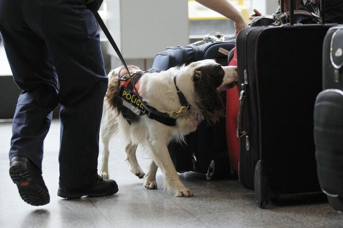 Chester, a Metropolitan Police explosives sniffer dog searches Victoria Coach Station in the run up to the London 2012 Olympic Games, London July 12, 2012. REUTERS/Sang Tan/pool (BRITAIN - Tags: CRIME LAW SPORT OLYMPICS) Published: Čec. 12, 2012, 4:49 odp.