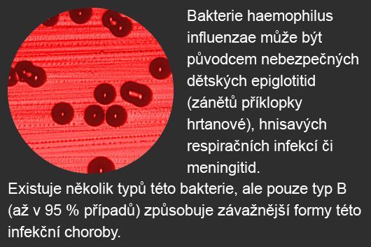grafika - popis - haemophilus influenzae