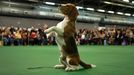 Westminster Kennel Club's Dog Show v New Yorku