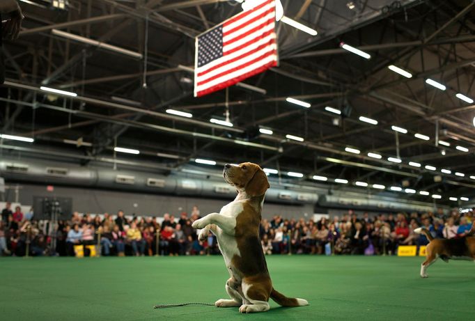 Westminster Kennel Club's Dog Show v New Yorku