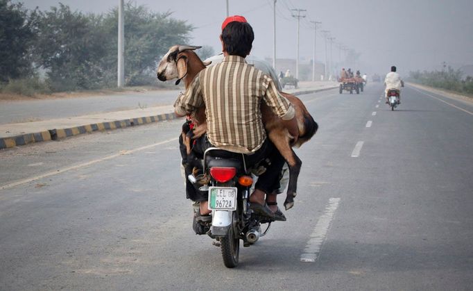 Muž převáží kozu na motorce v předvečer Eid al-Adha festivalu v Láharu v Pakistánu , 4. listopadu 2011. Muslimové na celém světě oslavují islámský svátek Eid al-Adha porážením ovcí, koz, krav a velbloudů na památku Abraháma, který byl ochoten na Boží rozkaz obětovat svého syna Izáka. REUTERS/Mohsin Raza