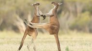 Lea Scaddanová (Austrálie): Těsně vedle, kámo! Ukázka ze soutěže Comedy Wildlife Photography Awards 2021.