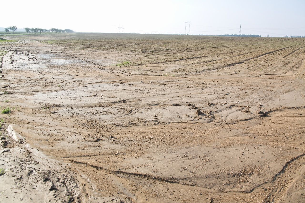 Eroze půdy na poli osetém řepkou na Žďársku.