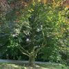 Strom roku 2010 - Lomnický buk
