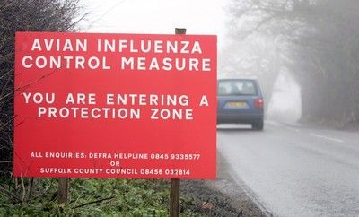 Velká Británie ptačí chřipka