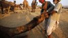 Camel herders try to attach a nose ring on a camel at Pushkar Fair in the desert Indian state of Rajasthan November 23, 2012. Many international and domestic tourists throng to Pushkar to witness one of the most colourful and popular fairs in India. Thousands of animals, mainly camels, are brought to the fair to be sold and traded. REUTERS/Danish Siddiqui (INDIA - Tags: SOCIETY ANIMALS) Published: Lis. 23, 2012, 5:16 odp.