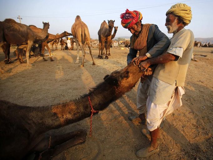 Camel herders try to attach a nose ring on a camel at Pushkar Fair in the desert Indian state of Rajasthan November 23, 2012. Many international and domestic tourists throng to Pushkar to witness one of the most colourful and popular fairs in India. Thousands of animals, mainly camels, are brought to the fair to be sold and traded. REUTERS/Danish Siddiqui (INDIA - Tags: SOCIETY ANIMALS) Published: Lis. 23, 2012, 5:16 odp.