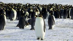 Tučňáci, Antakrtida, ilustrační foto