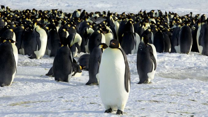 Tučňáci na Antarktidě, ilustrační foto