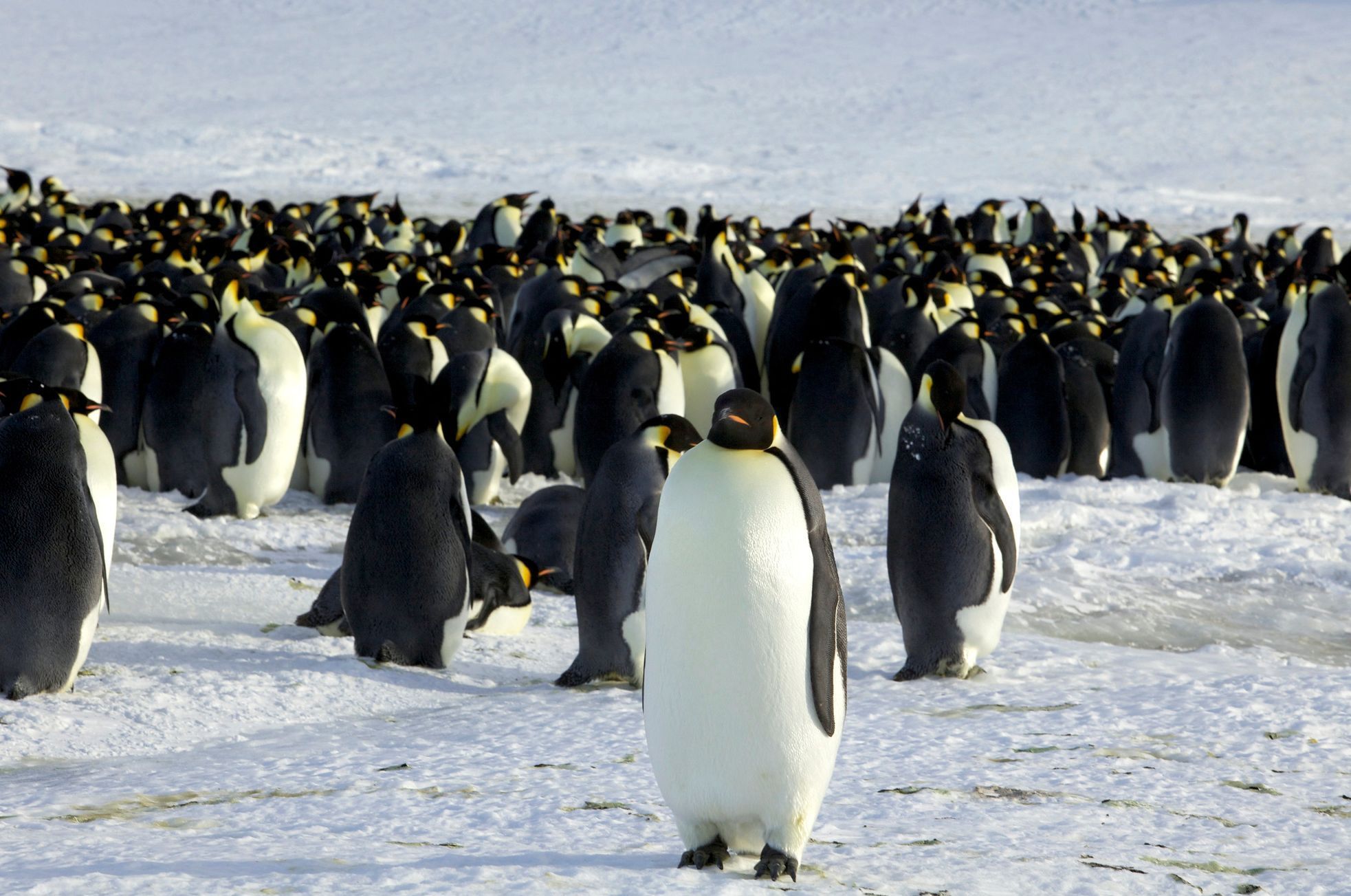 Tučňáci, Antakrtida, ilustrační foto