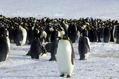 Vědci na Antarktidě zjistili první případy ptačí chřipky. Bojí se přenosu na tučňáky