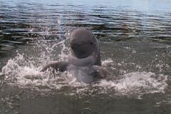 Vzácní delfíni tuponosí jsou na pokraji vyhynutí