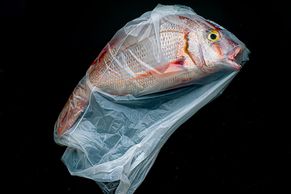 Nejlepší fotografická zátiší: prestižní světovou soutěž vyhrál snímek ryby v plastu