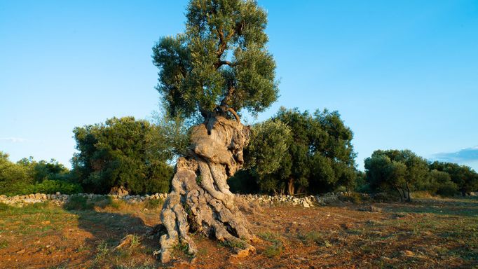 Stoletý pokroucený zdravý olivovník v oblasti Apulie. Jakmile strom napadne bakterie Xylella, během několika let odumírá.