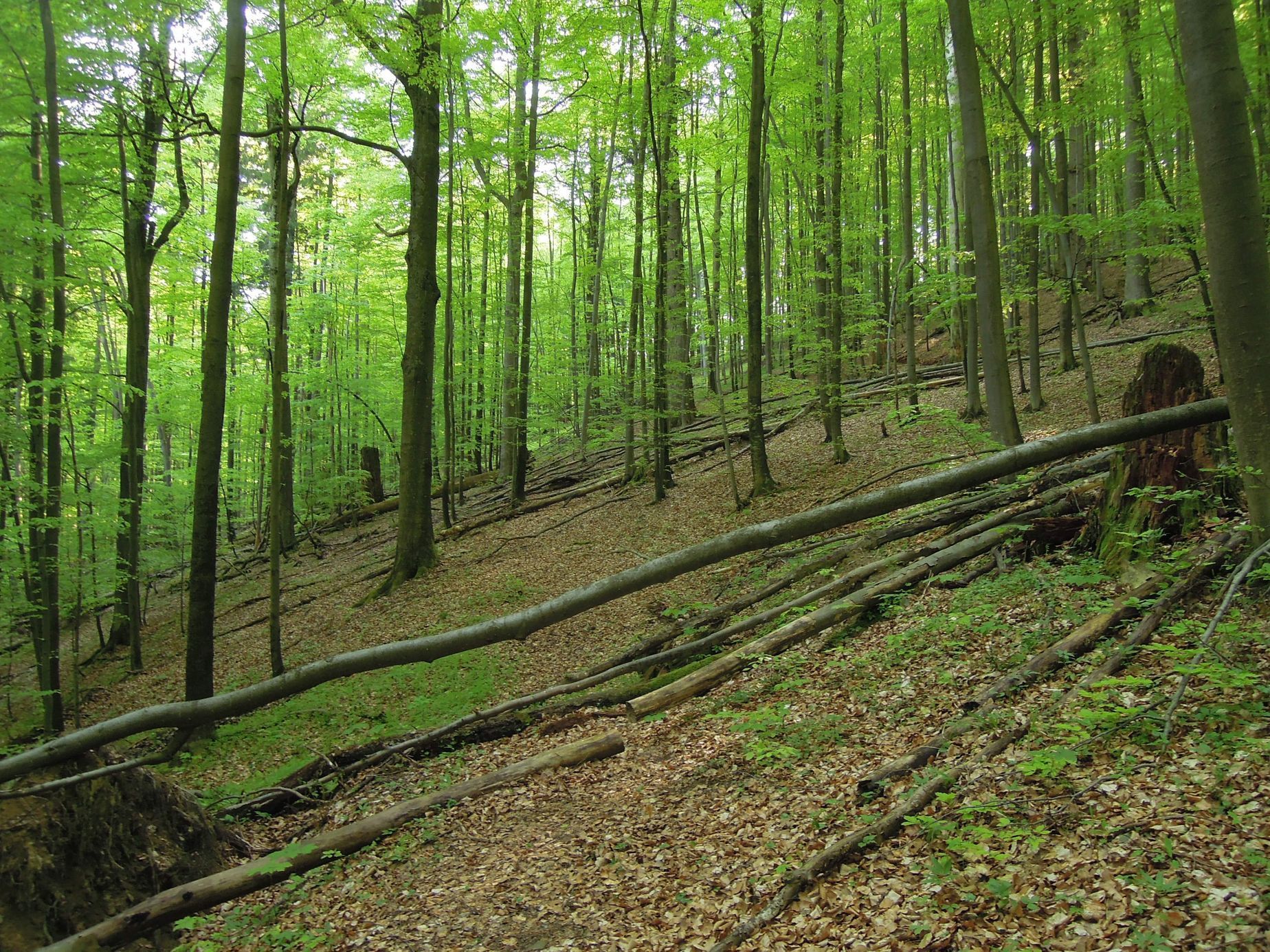 Národní přírodní rezervace Razula