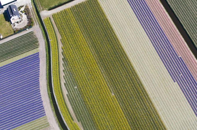 Obrovské pole tulipánů v Nizozemsku.