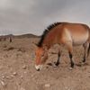 Koně Převalského v Mongolsku