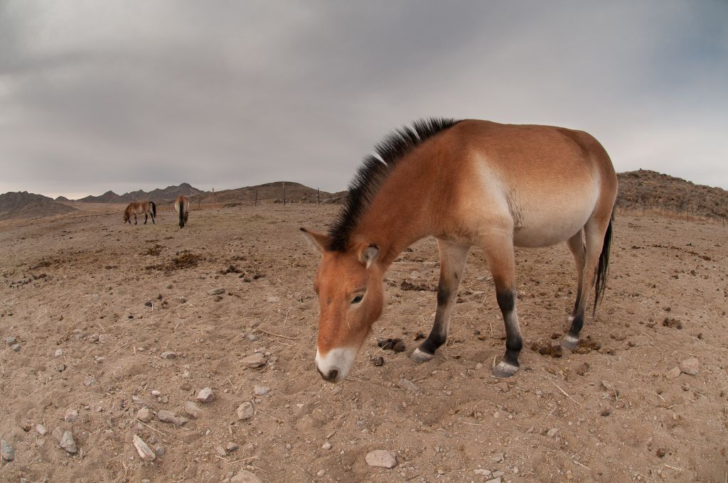 Koně Převalského v Mongolsku