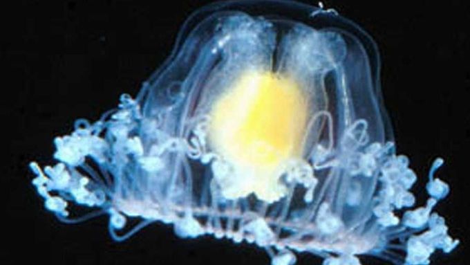 Medúza Turritopsis nutricula