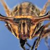 Foto: Fascinující svět hmyzích očí