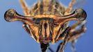 Australia, Diptera, Platystomatidae, Stalk-eyed fly (Achias australis)