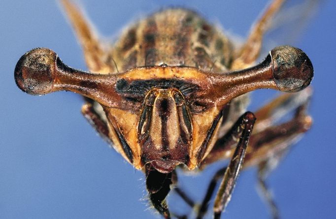 Australia, Diptera, Platystomatidae, Stalk-eyed fly (Achias australis)