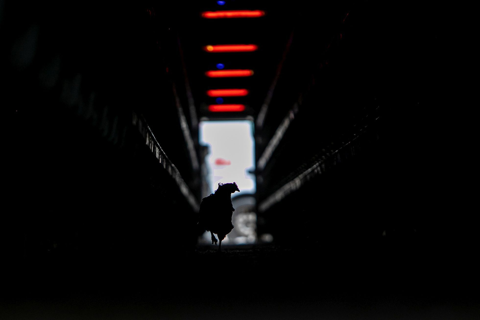 Czech Press Photo 2021 - vítězné snímky v kategorii Životní prostředí