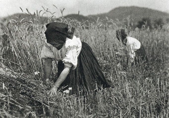 Ženy při sklizni kdesi na Podkarpatské Rusi. Nedatováno.