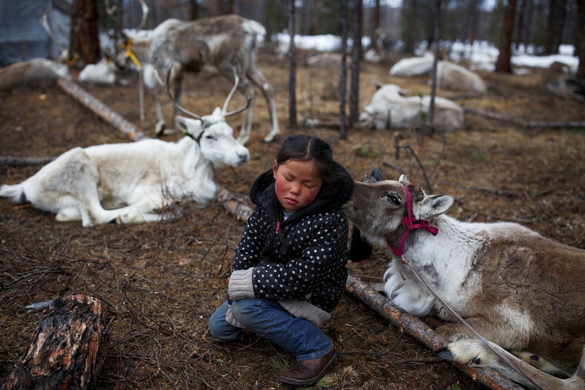 FOTOGALERIE / Život kočovných pastýřů v Mongolsku / Reuters / rok 2018 / 21