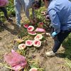 Farma Pech