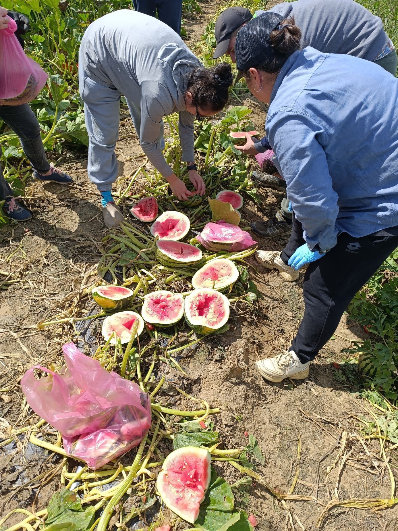 Farma Pech