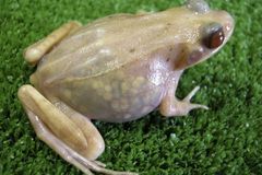 Japonci vyšlechtili průsvitnou žábu