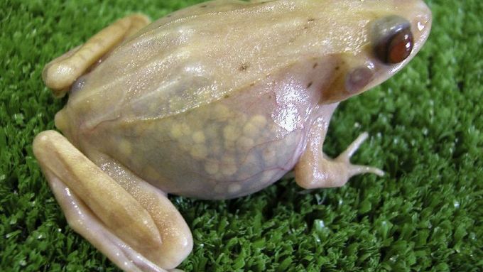 Díky některým druhům žab lze lépe léčit lidské nemoci.