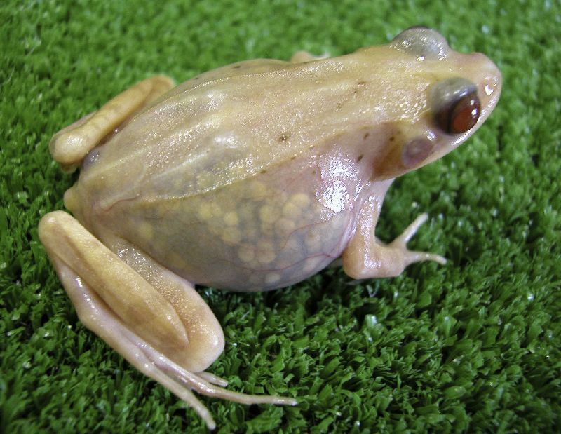 průsvitná žába