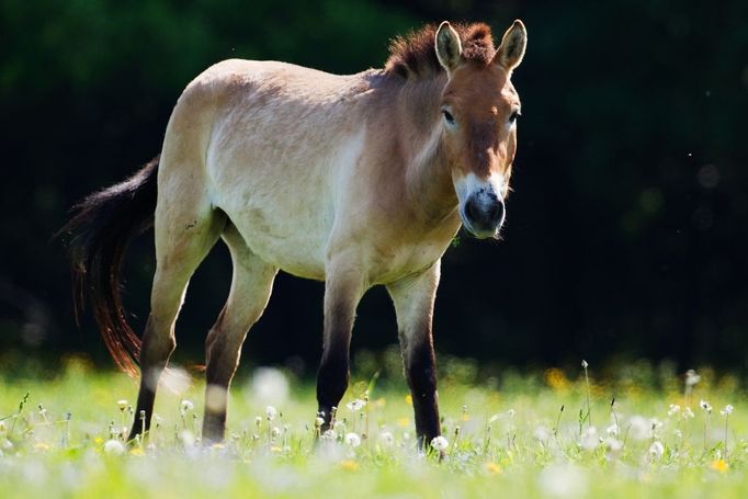 Klisna Cassovia, která v polovině červně odletí do Mongolska