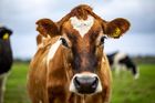 Vědci naučili krávy chodit na záchod, chtějí tím zachránit planetu