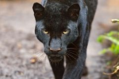 V Africe po víc než sto letech vyfotili vzácného černého levharta, až mytickou šelmu