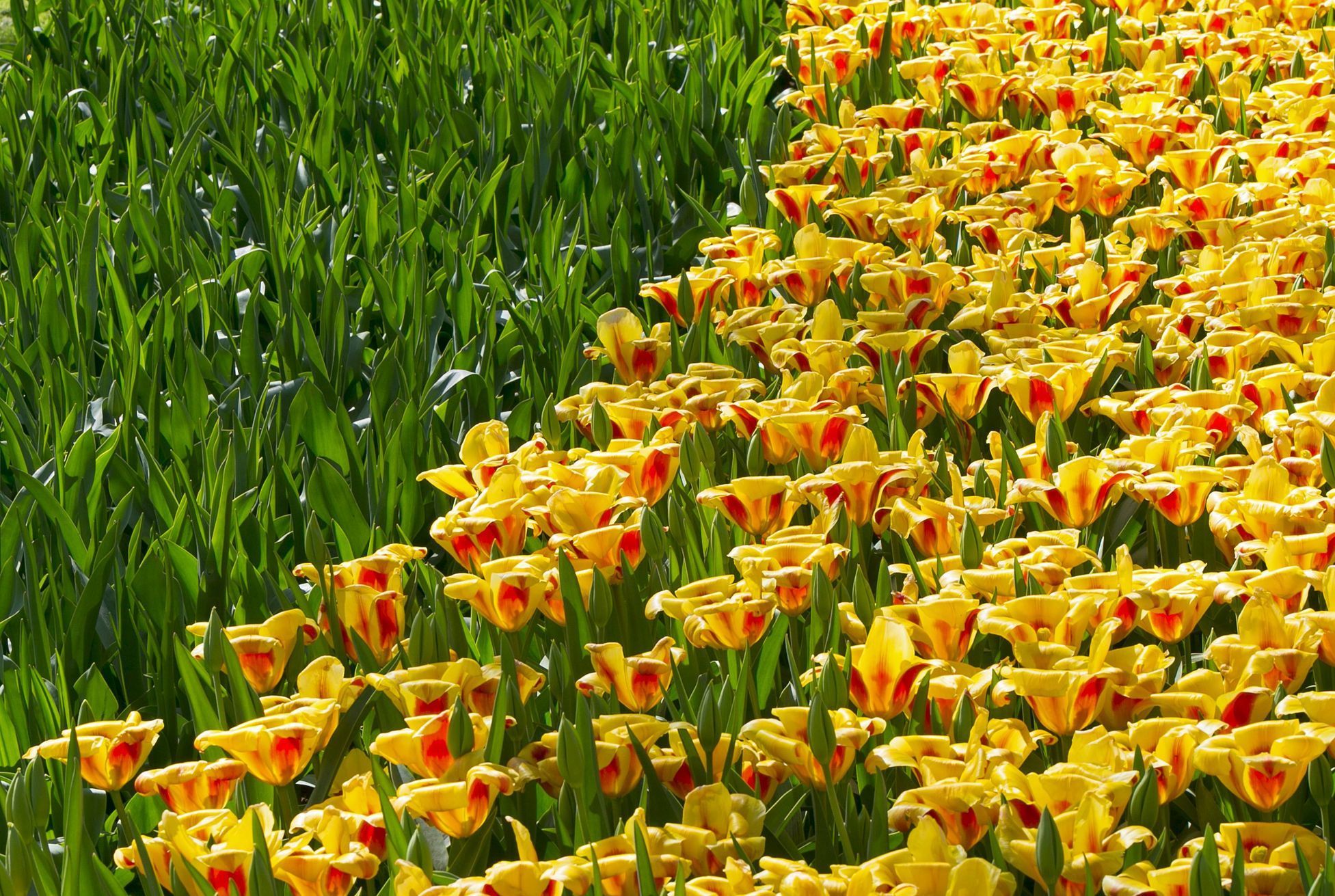 Pole tulipánů v Nizozemsku