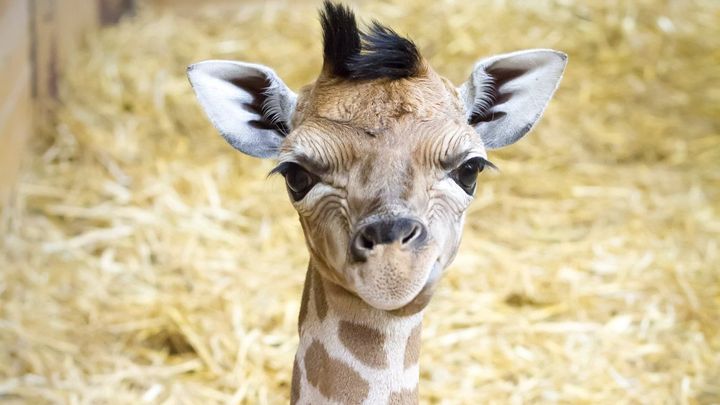 Ve Dvoře Králové se narodilo mládě ohrožené žirafy. Návštěvníci zoo ho uvidí na jaře; Zdroj foto: Safari Park Dvůr Králové nad Labem