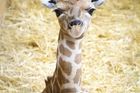 Ve Dvoře Králové se narodilo mládě ohrožené žirafy. Návštěvníci zoo ho uvidí na jaře